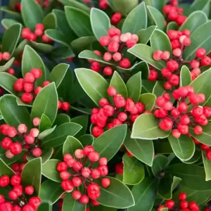 Skimmia Gold Series 'Obsession' (M/F)