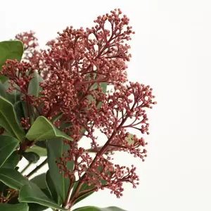 Skimmia japonica Gold Series 'Seduction' (M) - image 1