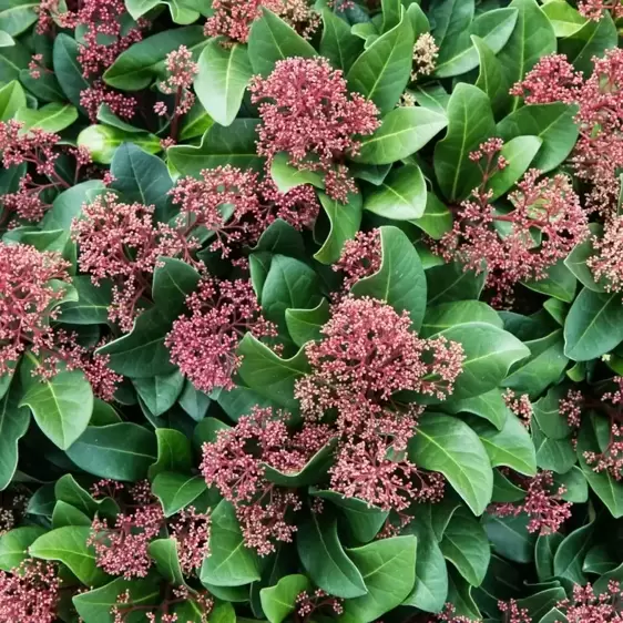 Skimmia japonica Gold Series 'Seduction' (M) - image 2