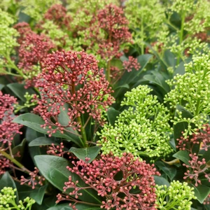 Skimmia japonica 'Carnaval' (M)