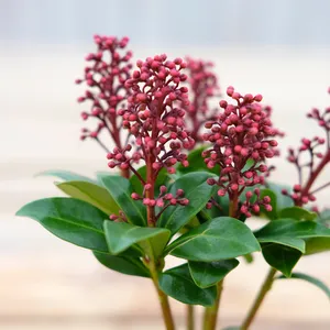 Skimmia japonica 'Celebrations' (M)