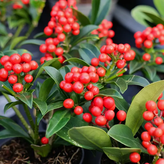 Skimmia japonica 'Cleopatra' (F) 10.5cm