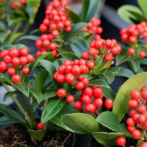 Skimmia japonica 'Cleopatra' (F) 10.5cm