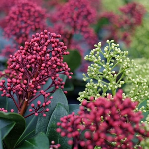 Skimmia japonica 'Double Diamond' (M) 10cm