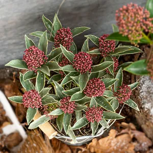 Skimmia japonica 'Mystic Marlot' (M) 10.5cm - image 1