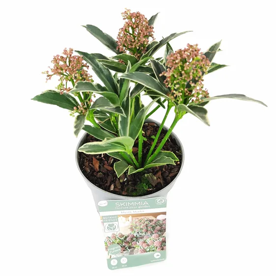 Skimmia japonica 'Mystic Marlot' (M) 1L - image 4