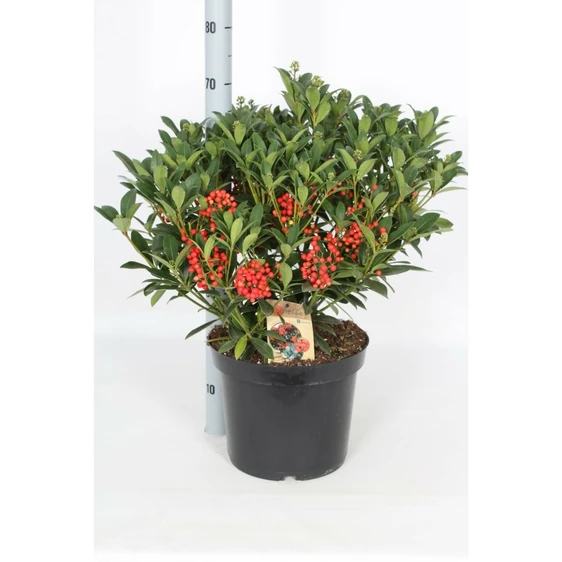 Skimmia japonica 'Pabella' (SF) 11L - image 2