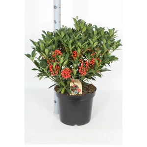 Skimmia japonica 'Pabella' (SF) 11L - image 2