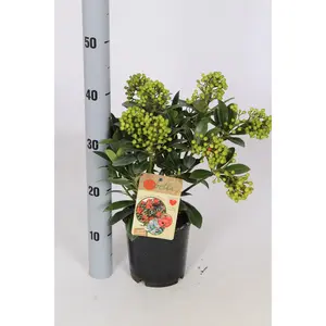 Skimmia japonica 'Pabella' (SF) 1.5L - image 2