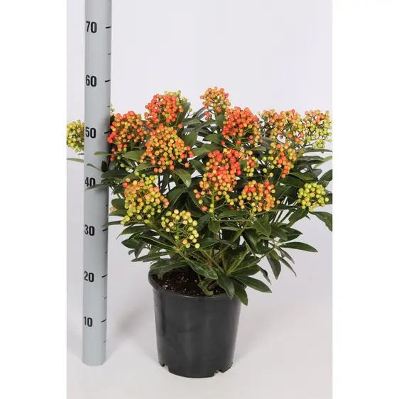 Skimmia japonica 'Pabella' (SF) 5L - image 2