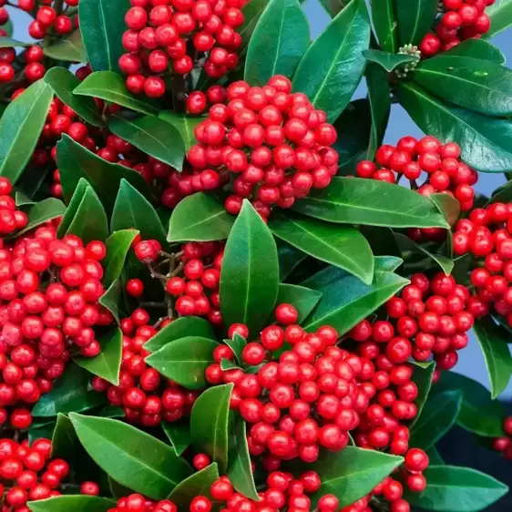 Skimmia japonica 'Pabella' (SF) 1.5L - image 1