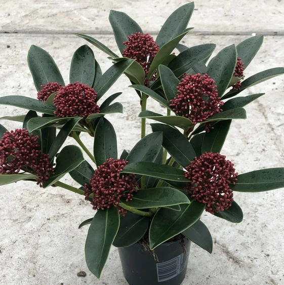 Skimmia japonica 'Red Dwarf' 3L