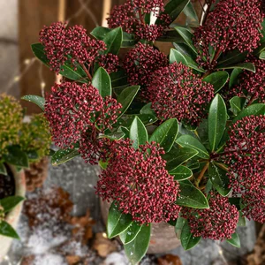 Skimmia japonica 'Rubesta' (M) 10.5L - image 1