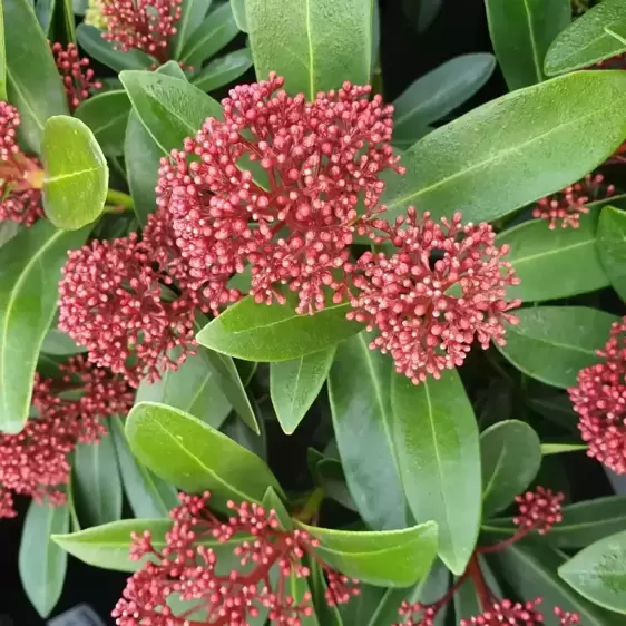 Skimmia japonica 'Rubesta' (M) 2L