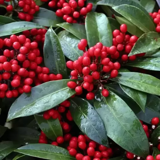 Skimmia japonica subsp. reevesiana (SF) 2L