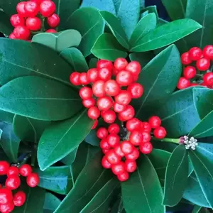 Skimmia japonica 'Temptation' 5+ Bunches Berries (SF) 1L