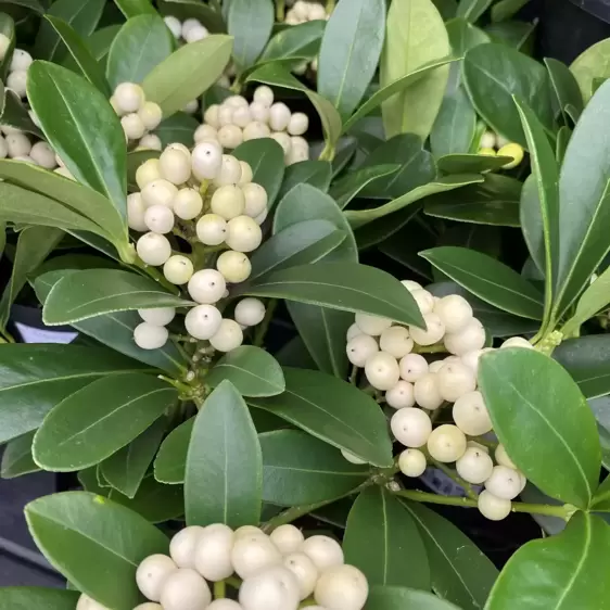 Skimmia japonica 'Temptation White' (F) 1.5L - image 1