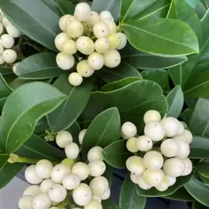 Skimmia japonica 'Temptation White' (F) 1.5L - image 2