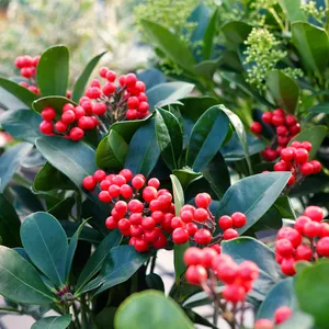 Skimmia japonica 'Veitchii' (F)