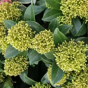Skimmia japonica 'White Dwarf' (M)
