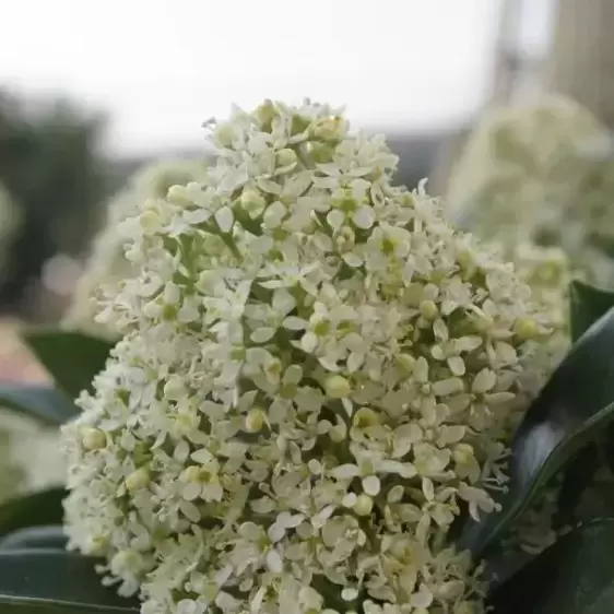 Skimmia japonica 'White Globe' (M) 2L - image 2