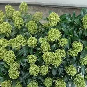 Skimmia japonica 'White Globe' (M) 2L - image 3