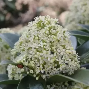 Skimmia japonica 'White Globe' (M) 2L - image 1