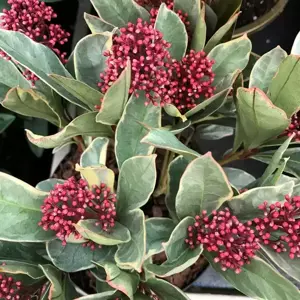 Skimmia 'Perosa' (M)