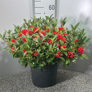 Skimmia japonica 'Red Berry Bee' (F)