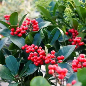Skimmia 'Veitchii' (F)