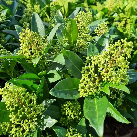 Skimmia x confusa 'Kew Green' (M) 3L