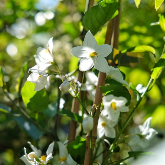 Solanum jasminoides 'Album'