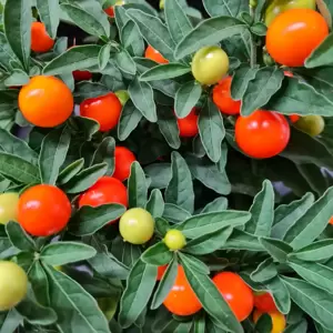 Solanum pseudocapsicum