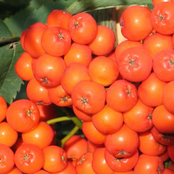 Sorbus aucuparia