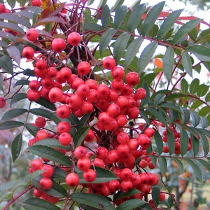 Sorbus 'Eastern Promise'