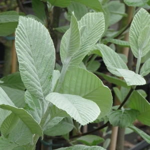 Sorbus aria 'Lutescens' 12L