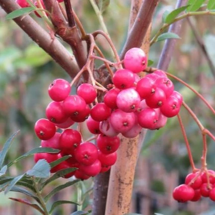 Sorbus vilmorinii 'Pink Charm'