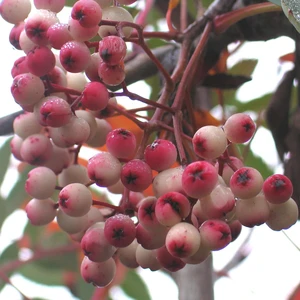 Sorbus hupehensis 'Pink Pagoda'