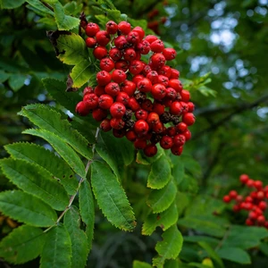 Sorbus 'Rose Queen'