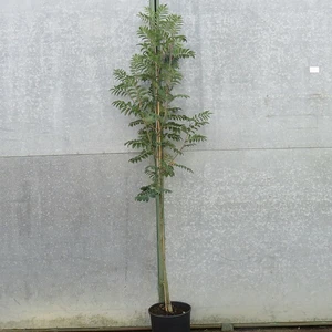 Sorbus aucuparia 'Sheerwater Seedling' 12L