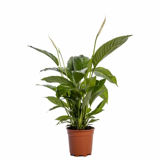 Spathiphyllum 'Bingo' 17cm - image 2