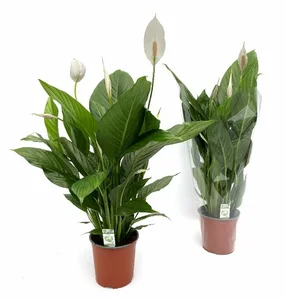 Spathiphyllum 'Bingo' 17cm - image 1