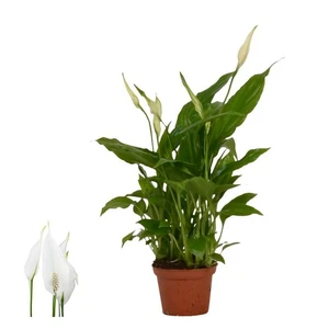 Spathiphyllum 'Chopin'