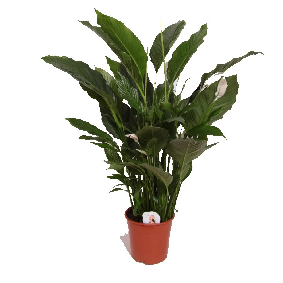 Spathiphyllum 'Sweet Sebastiano' 24cm - Cowell's Garden Centre ...