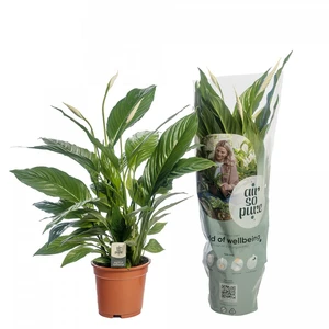 Spathiphyllum 'Vivaldi'