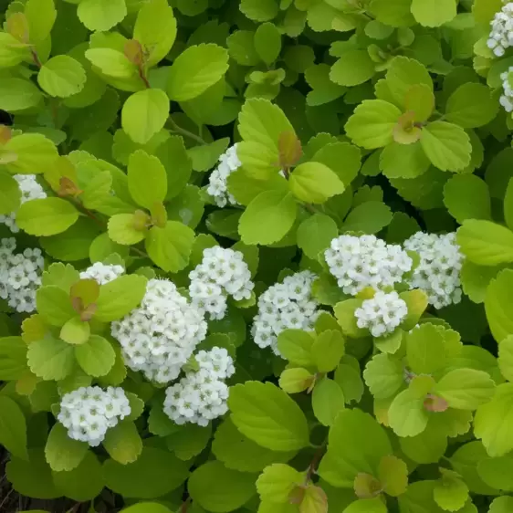 Spiraea 'Tor Gold'