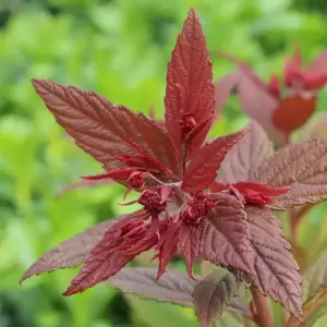 Spiraea 'Walberton's Plum Carpet' - image 1