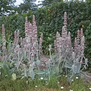 Stachys lanata 'Olympica' 2L - image 2