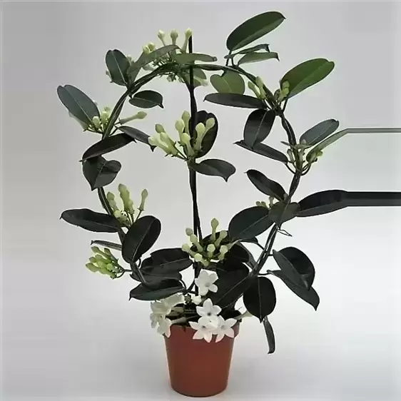 Stephanotis floribunda - Hoop