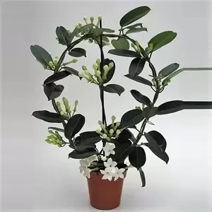 Stephanotis floribunda - Hoop